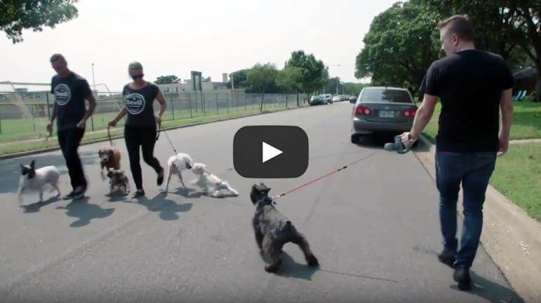 The Snotty Schnauzers!