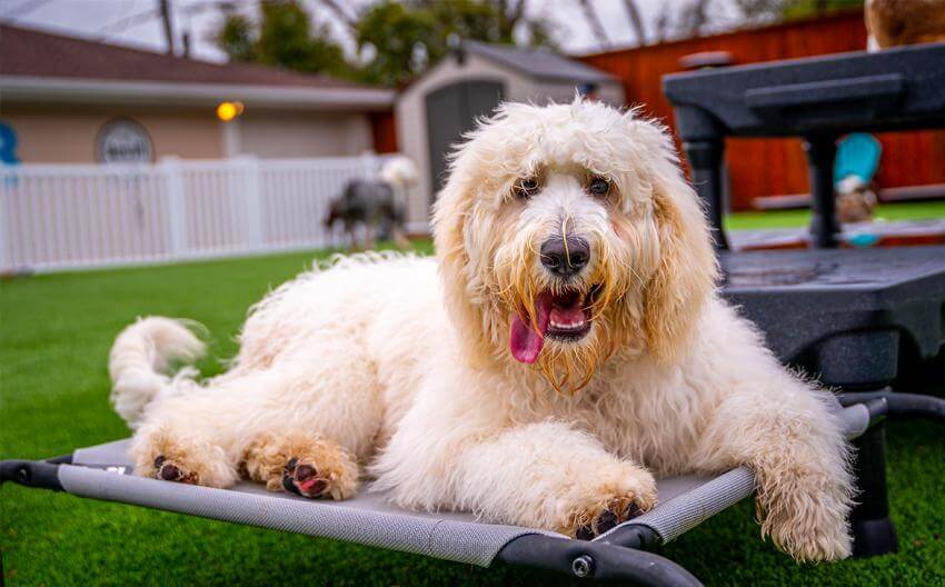 Dog Behavior 101: In Summary