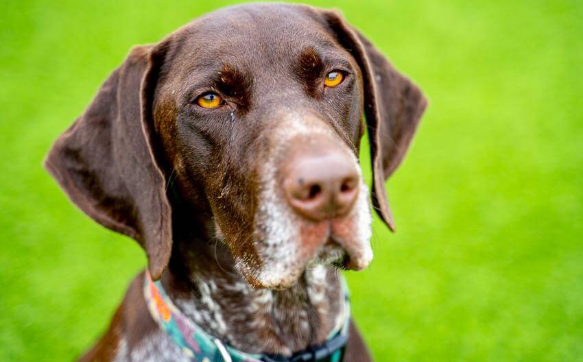 What Are Our Dogs Thinking?