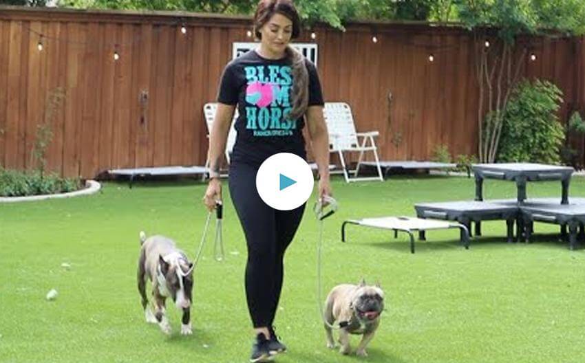 I Gave All Of My Dogs Away...