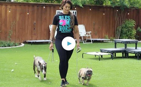 I Gave All Of My Dogs Away...