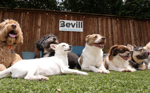 Bevill’s Training Tips: CW’s DFW MetroPets