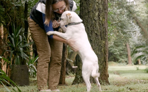 Bevill’s Training Tips: CW’s DFW MetroPets