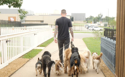 Bevill’s Training Tips: CW’s DFW MetroPets