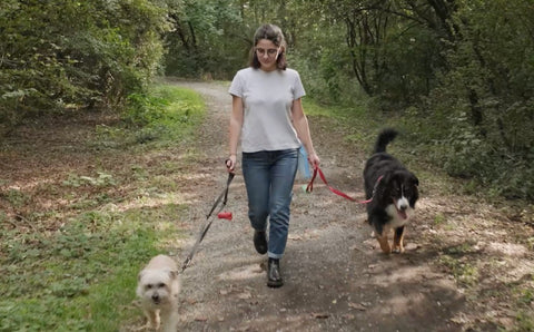 Bevill’s Training Tips: CW’s DFW MetroPets