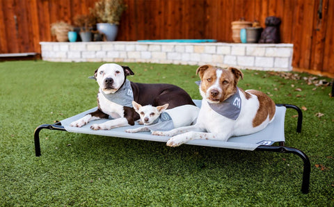 Teaching Your Dog "Place" – Can Be a Game-Changer in Dog Training