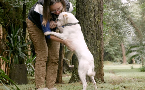 Bevill’s Training Tips: CW’s DFW MetroPets