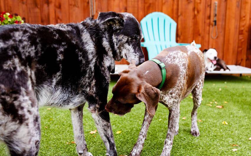 How Do Dogs Communicate?