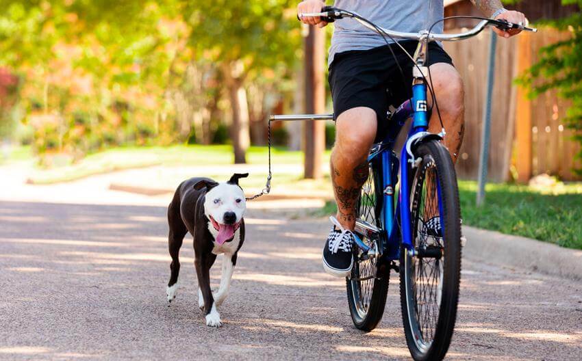 Dogs Want to Work. Let Them!