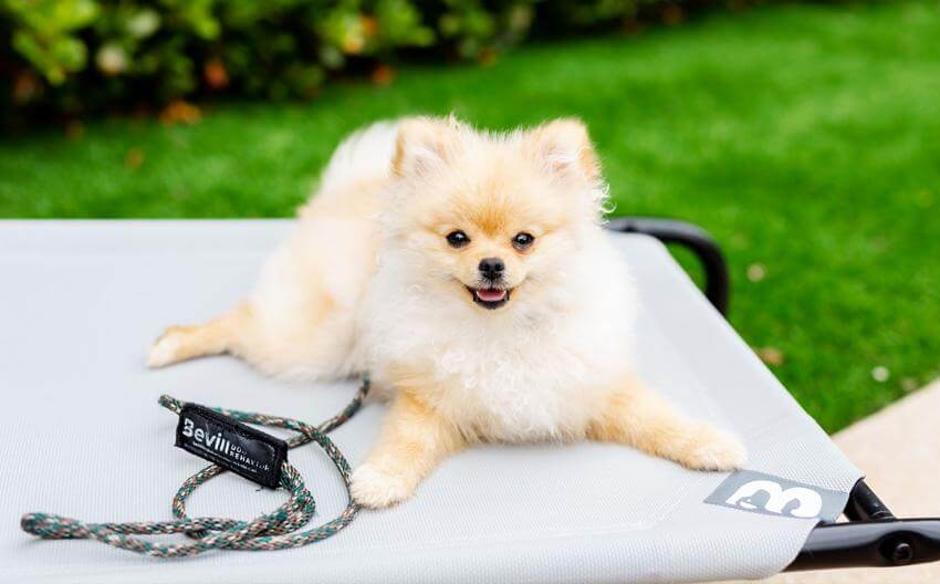 What Is A Happy Dog?