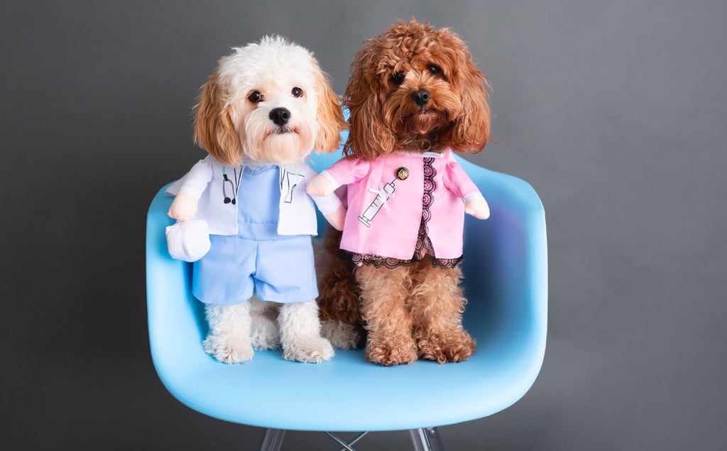 Humanizing Your Dog – “But she’s my baby!”