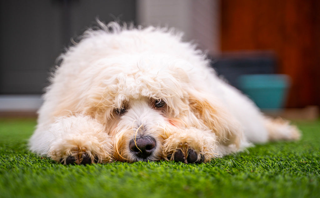 Is Your Dog Happy? How Do You Know?