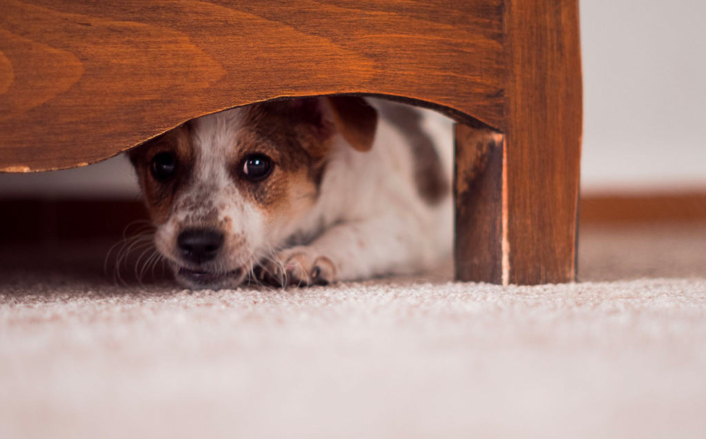 Helping Your Fearful Dog Find Courage: A Guide to Fear Rehabilitation