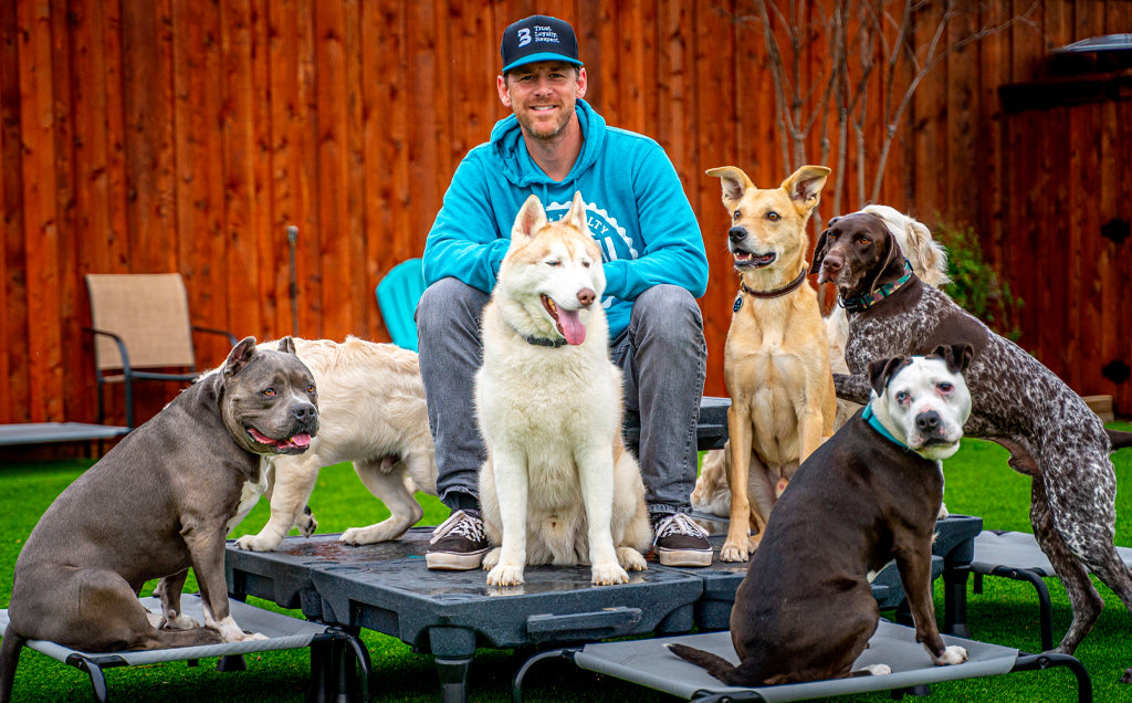 Understanding Dog Aggression: A Guide to Rehabilitation