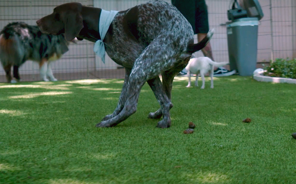 Potty Training Your Puppy: A Practical Approach