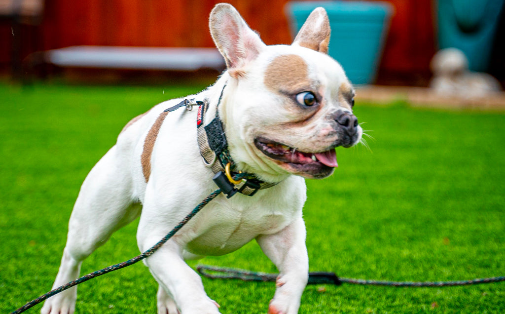 Your Dog Is Messed Up