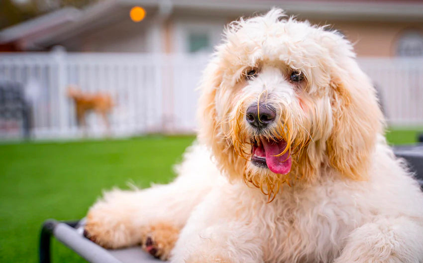 Elevated Comfort: The Benefits of Using a Raised Bed for Your Dog
