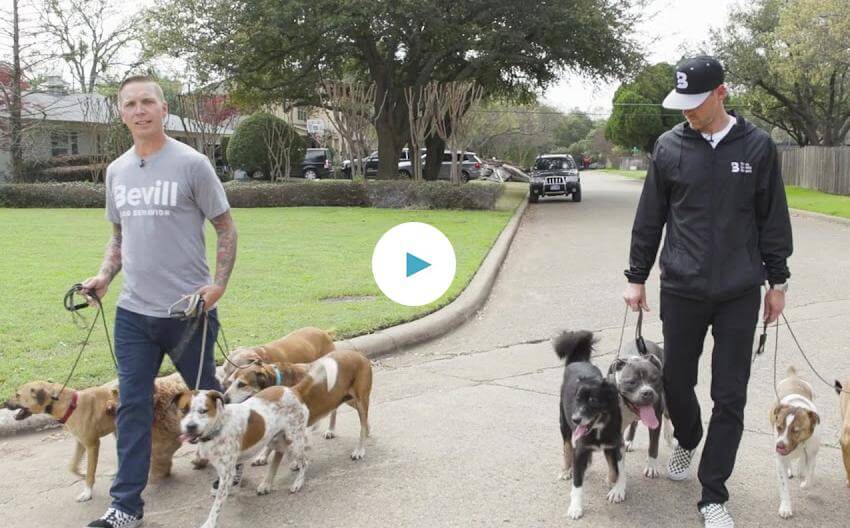 Brad and Robbie Talk "Pack Walks"