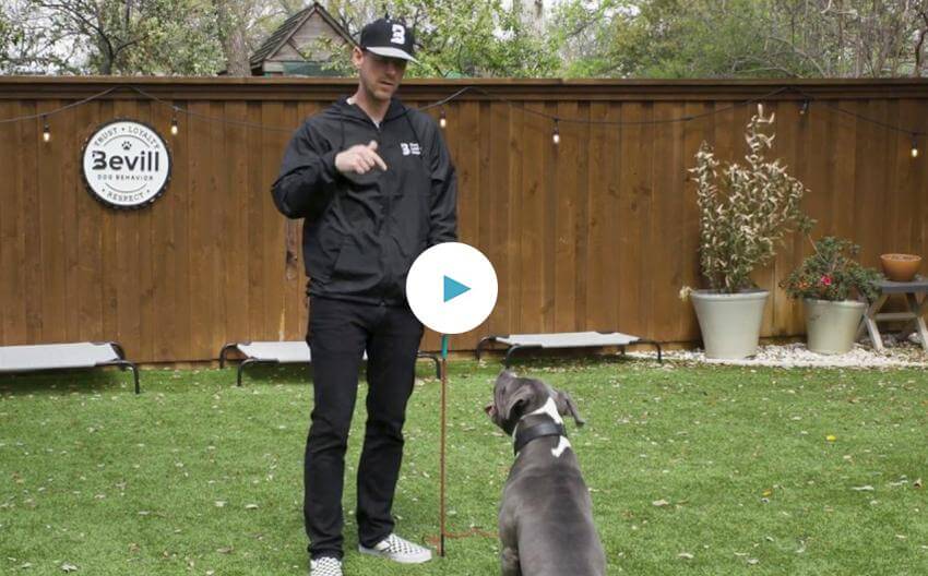 Instructional Video - Prey Drive/Flirt Pole