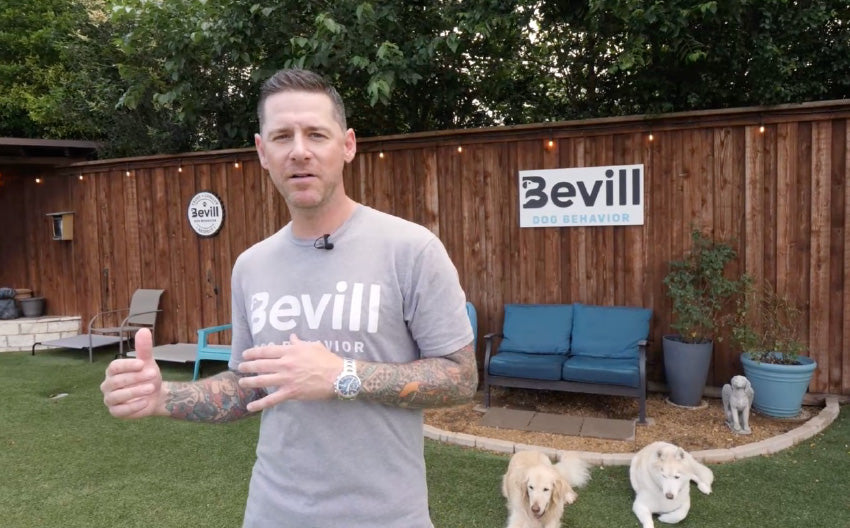 Brad Bevill’s Training Tips: CW’s DFW MetroPets