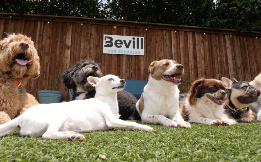 Bevill’s Training Tips: CW’s DFW MetroPets