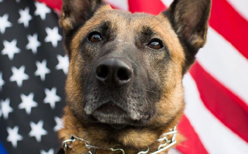 Canine Heroes: Police Dogs of 9/11/01