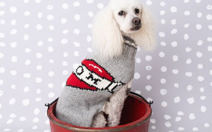 Preparing Your Dog for a Cold Winter