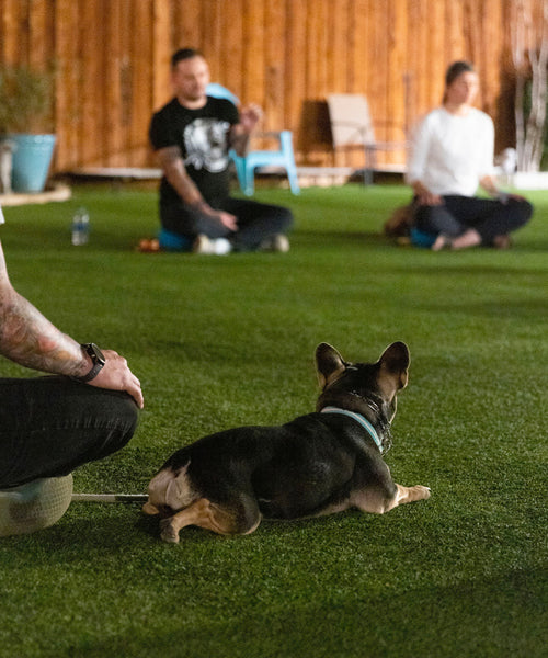 Sit. Stay. Breathe. Online Course