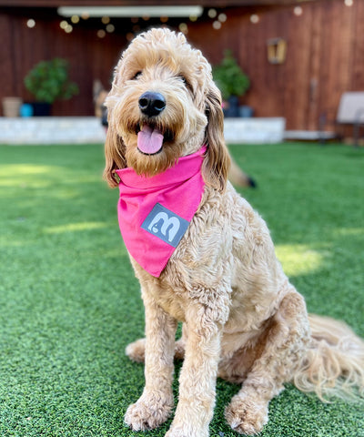 BDB Dog Bandana