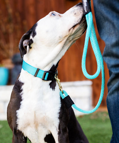 BDB Standard clip leash (3/8”)